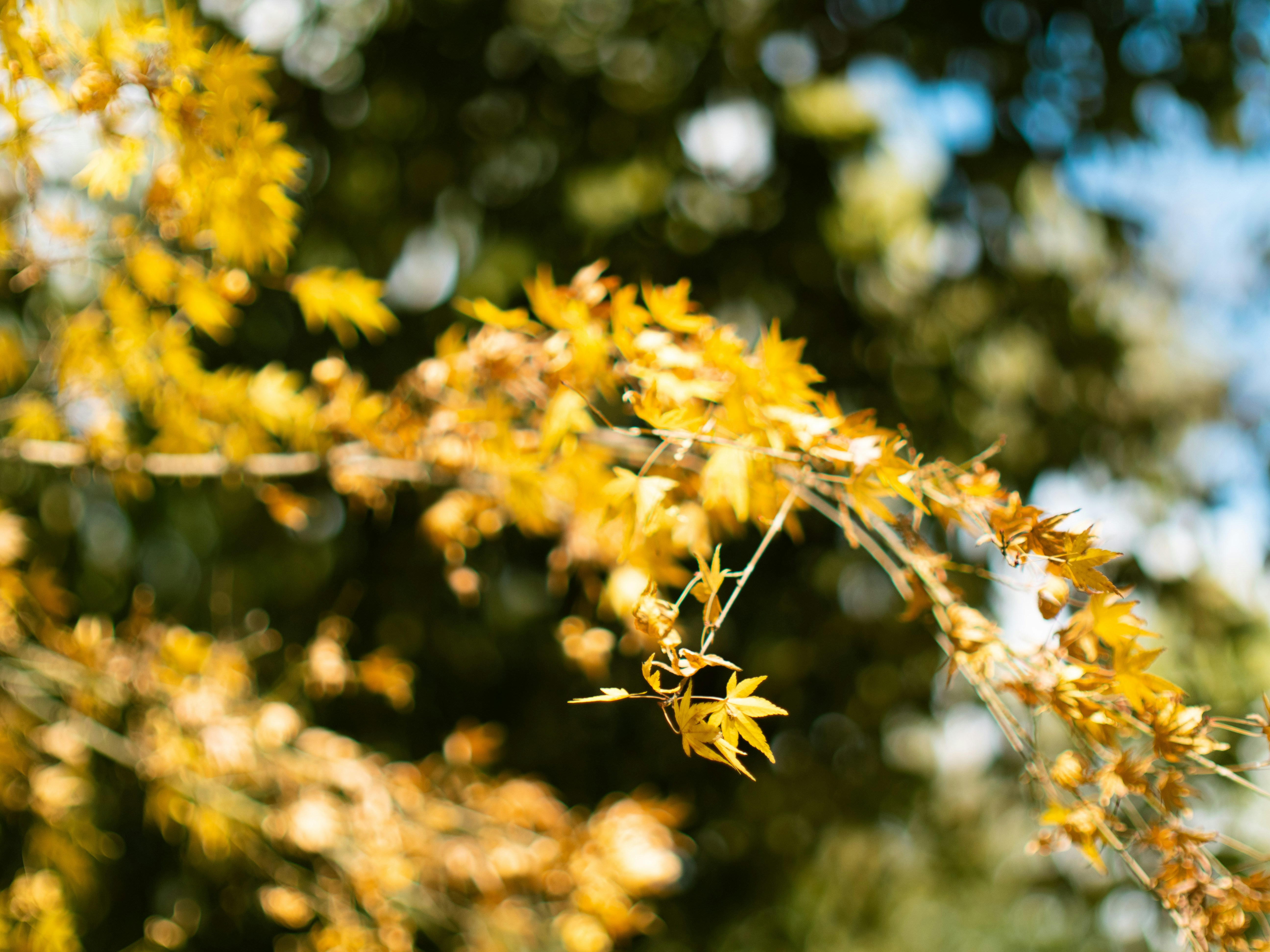 Photo by shellingfordyu