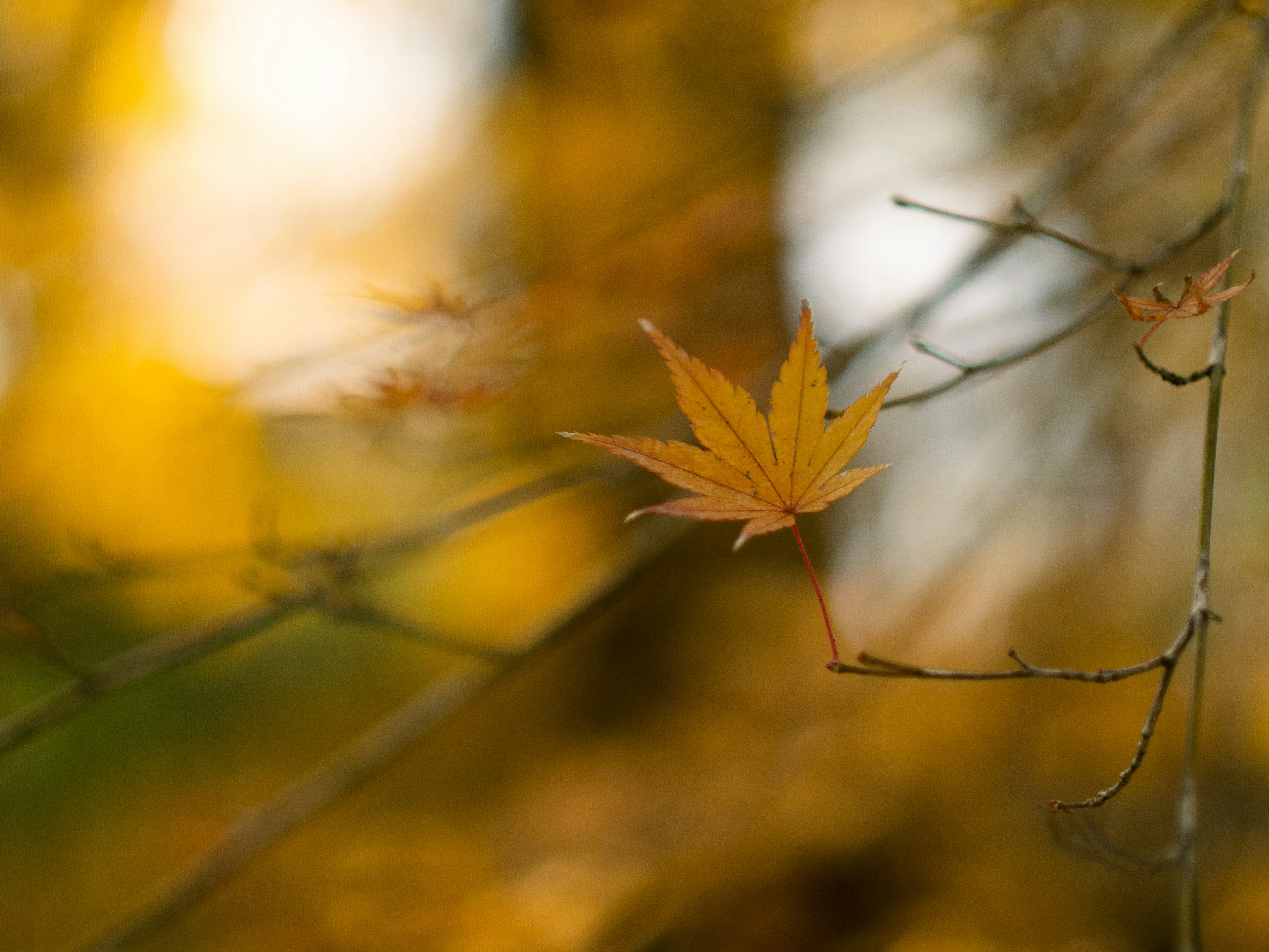 Photo by shellingfordyu