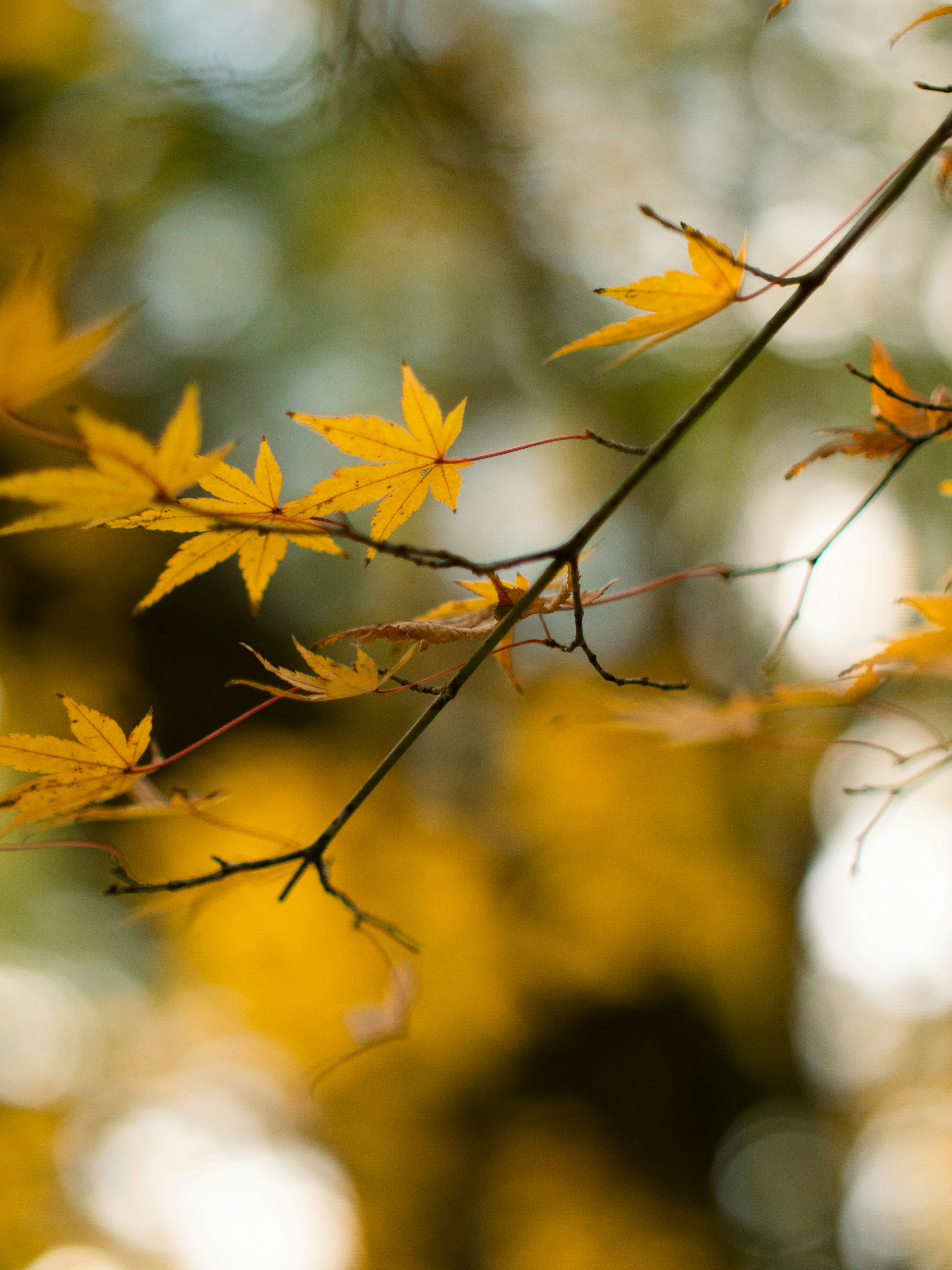 Photo by shellingfordyu