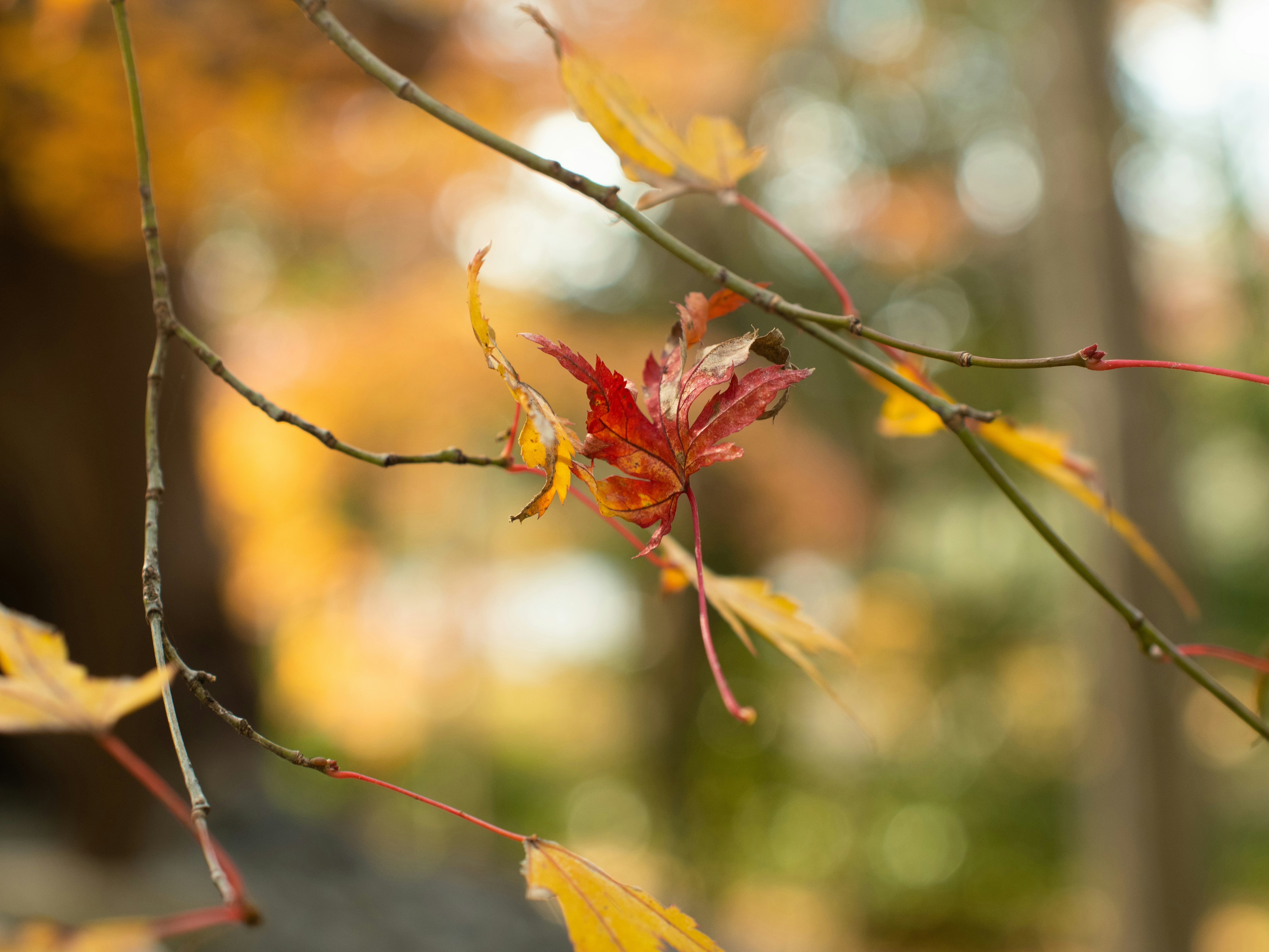 Photo by shellingfordyu