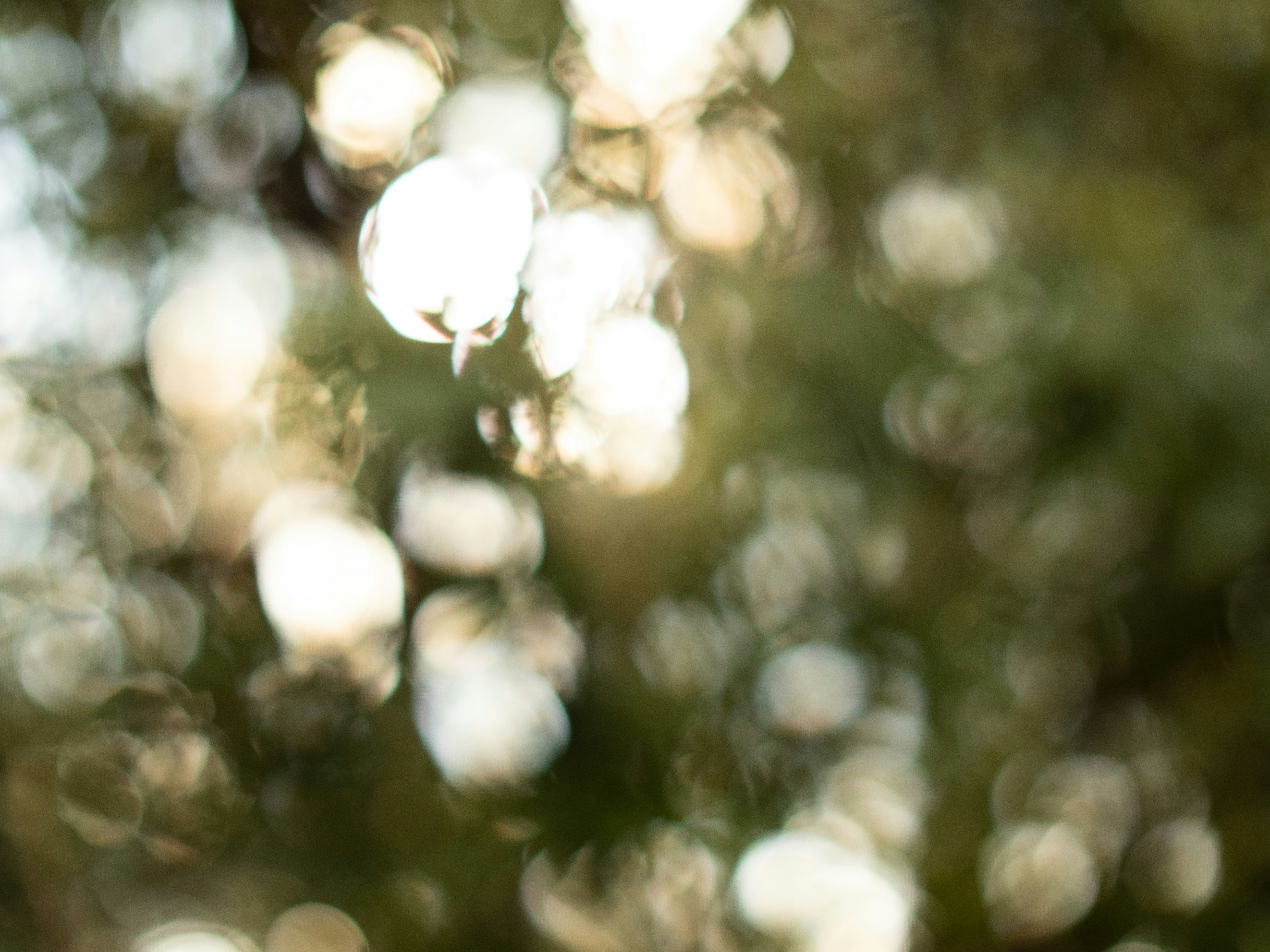 Photo by shellingfordyu