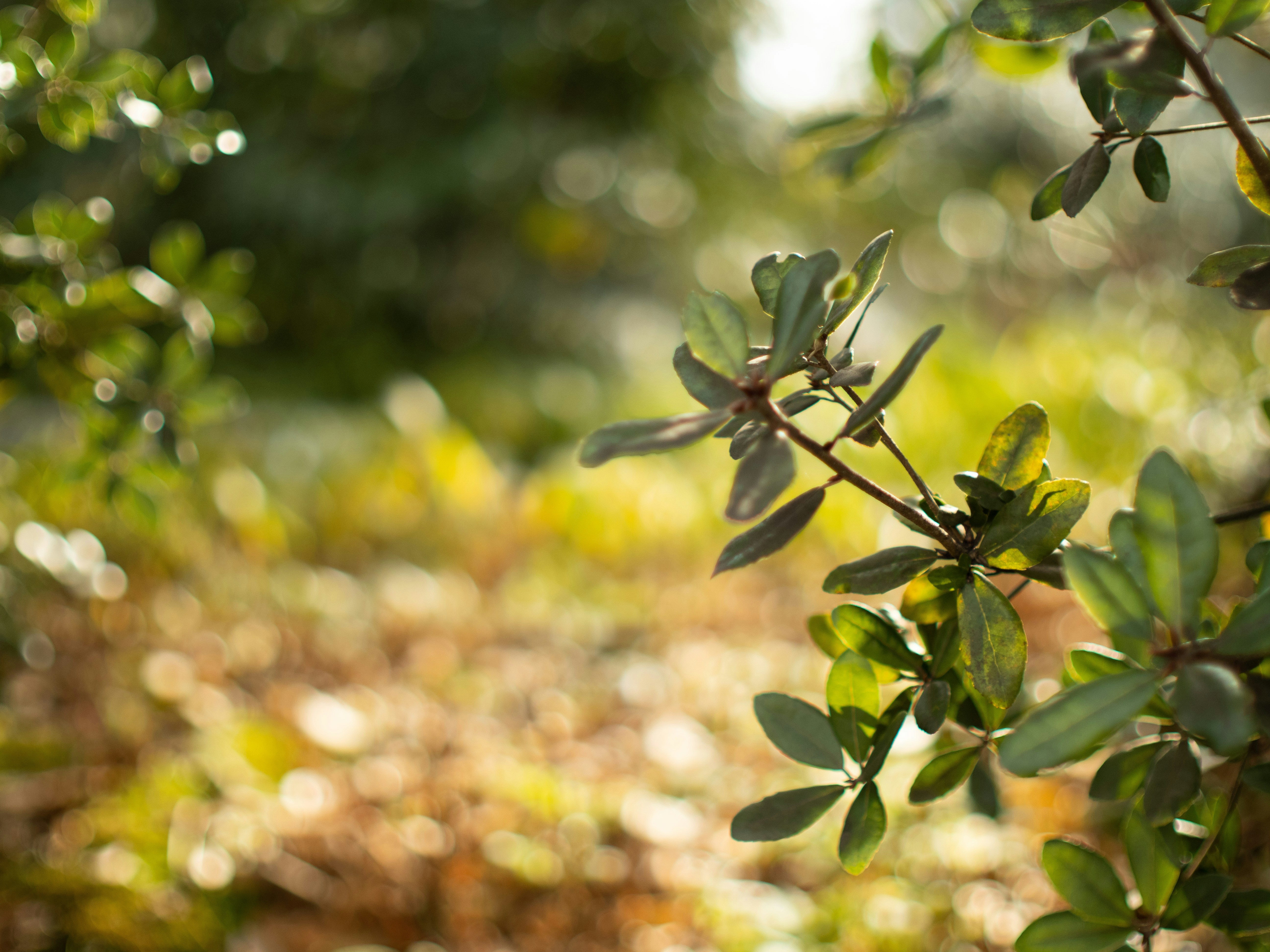 Photo by shellingfordyu