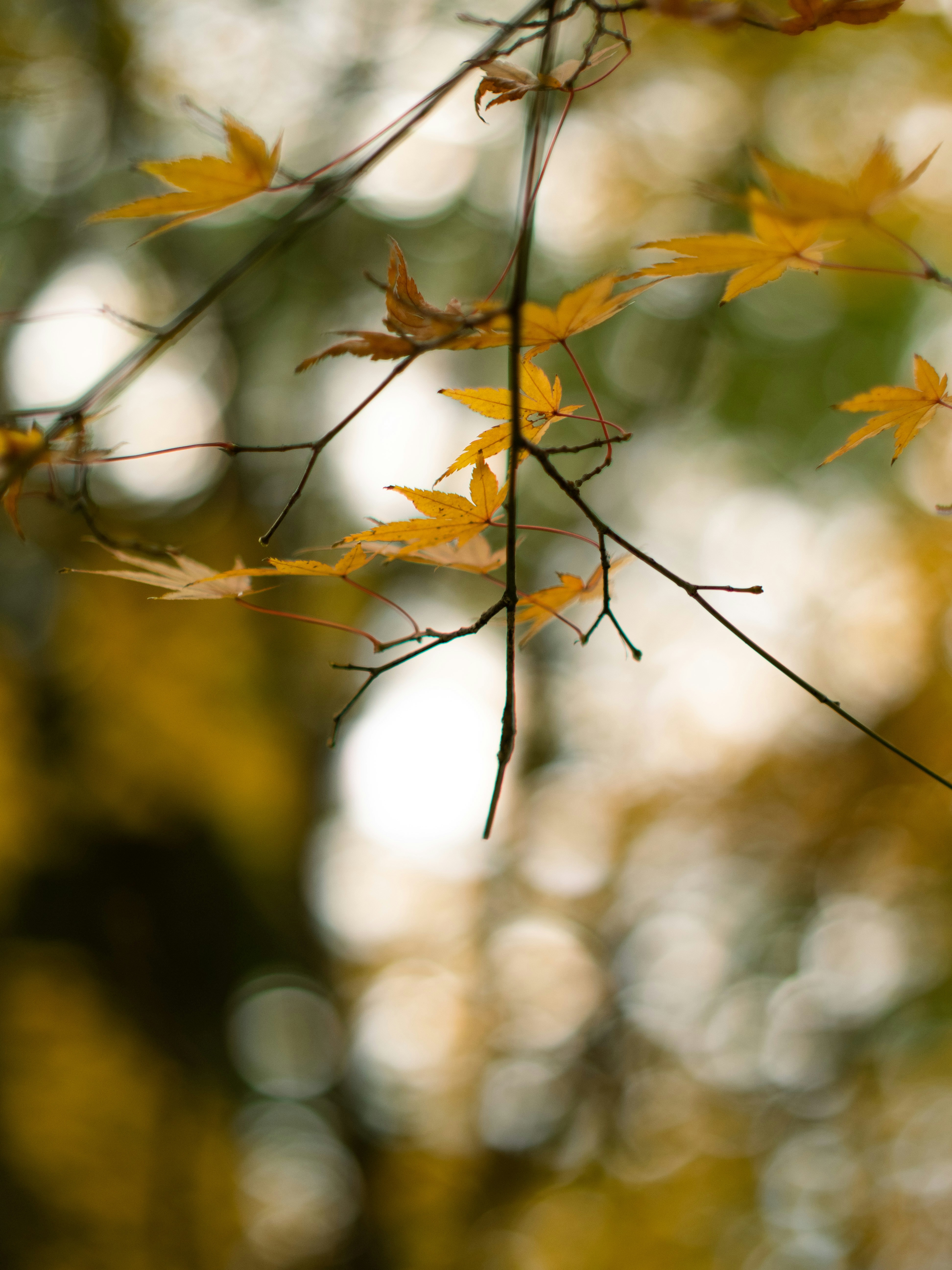 Photo by shellingfordyu