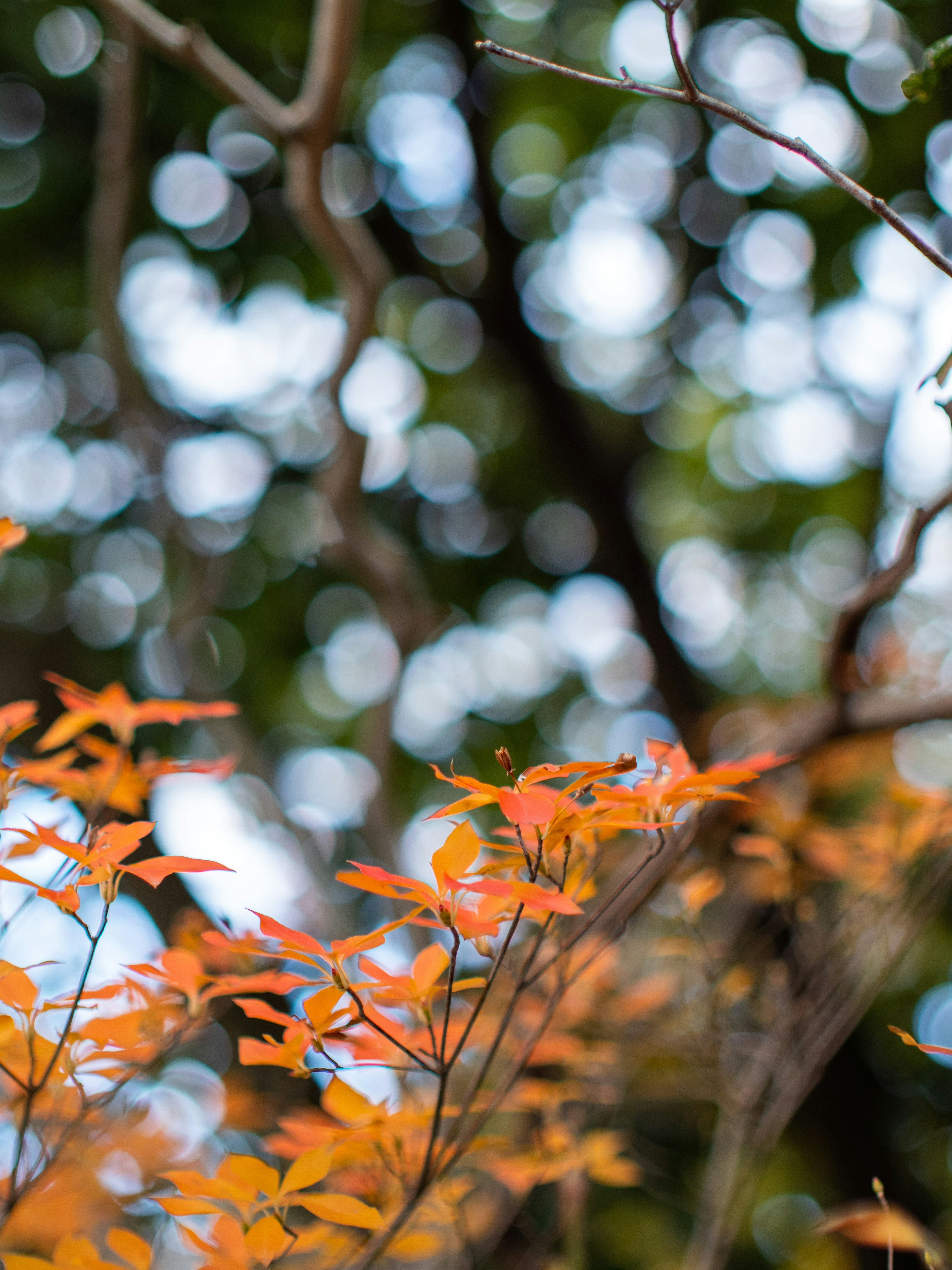 Photo by shellingfordyu