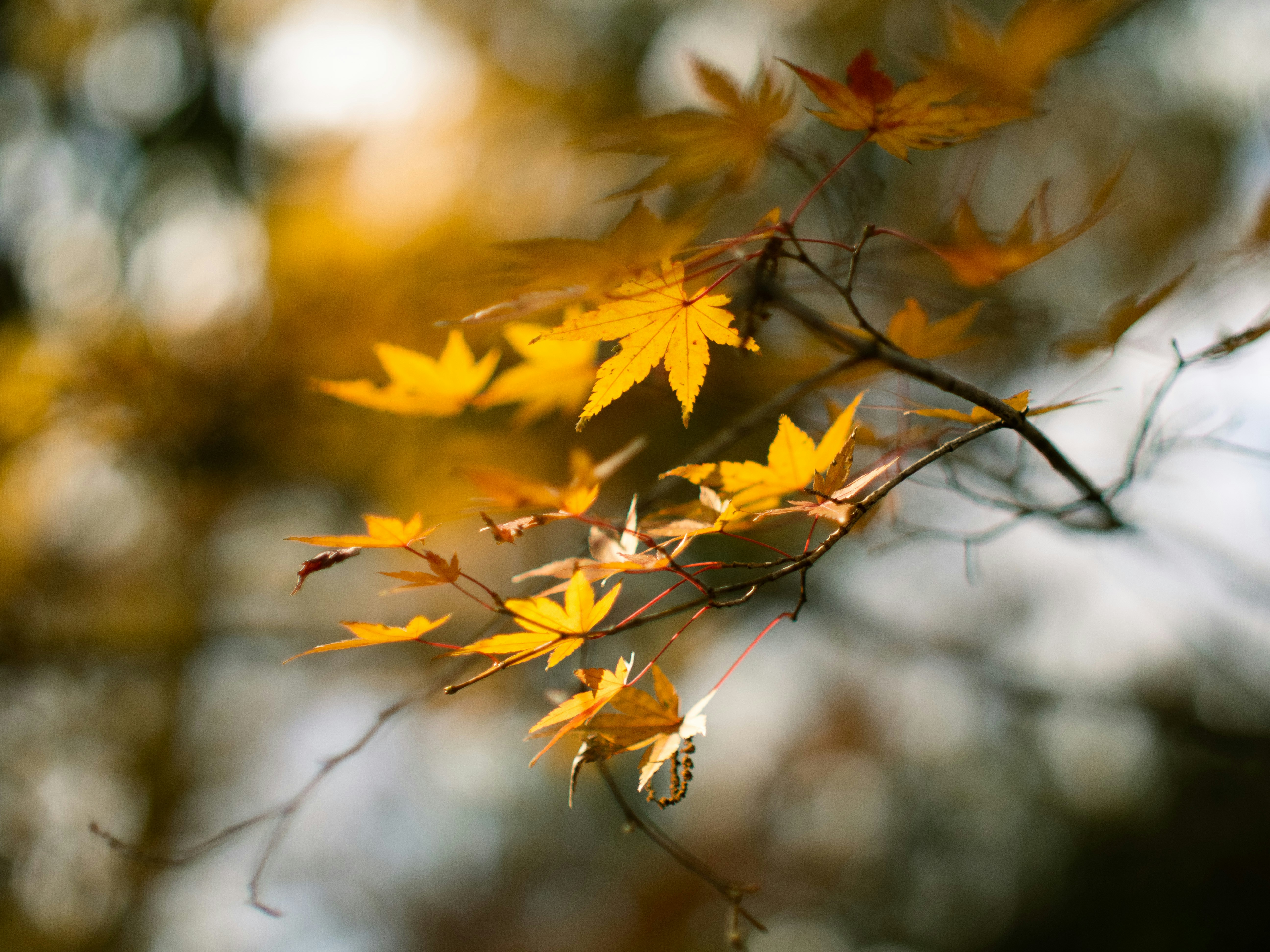 Photo by shellingfordyu