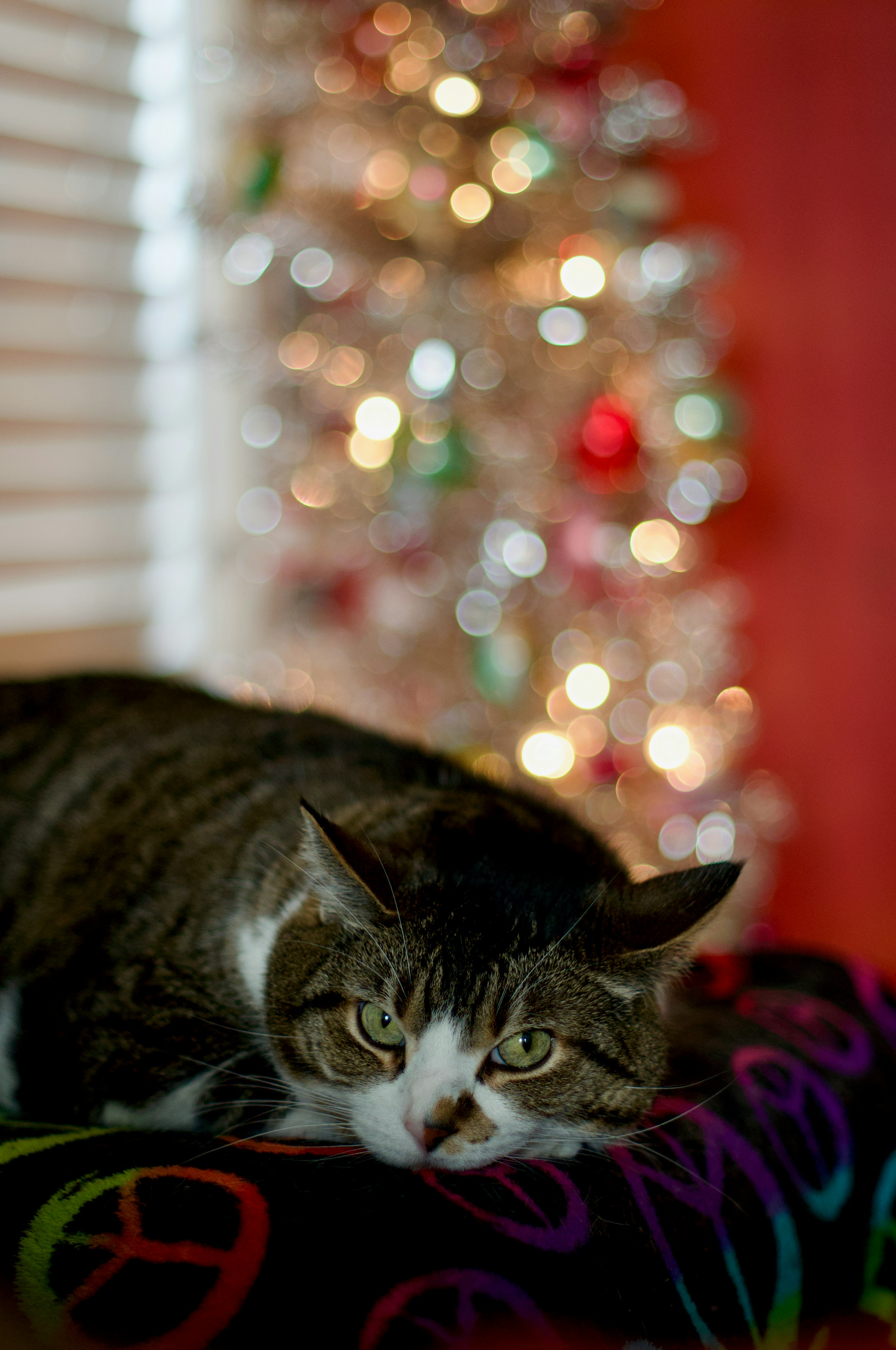Eine Katze liegt auf einer Decke neben einem Weihnachtsbaum