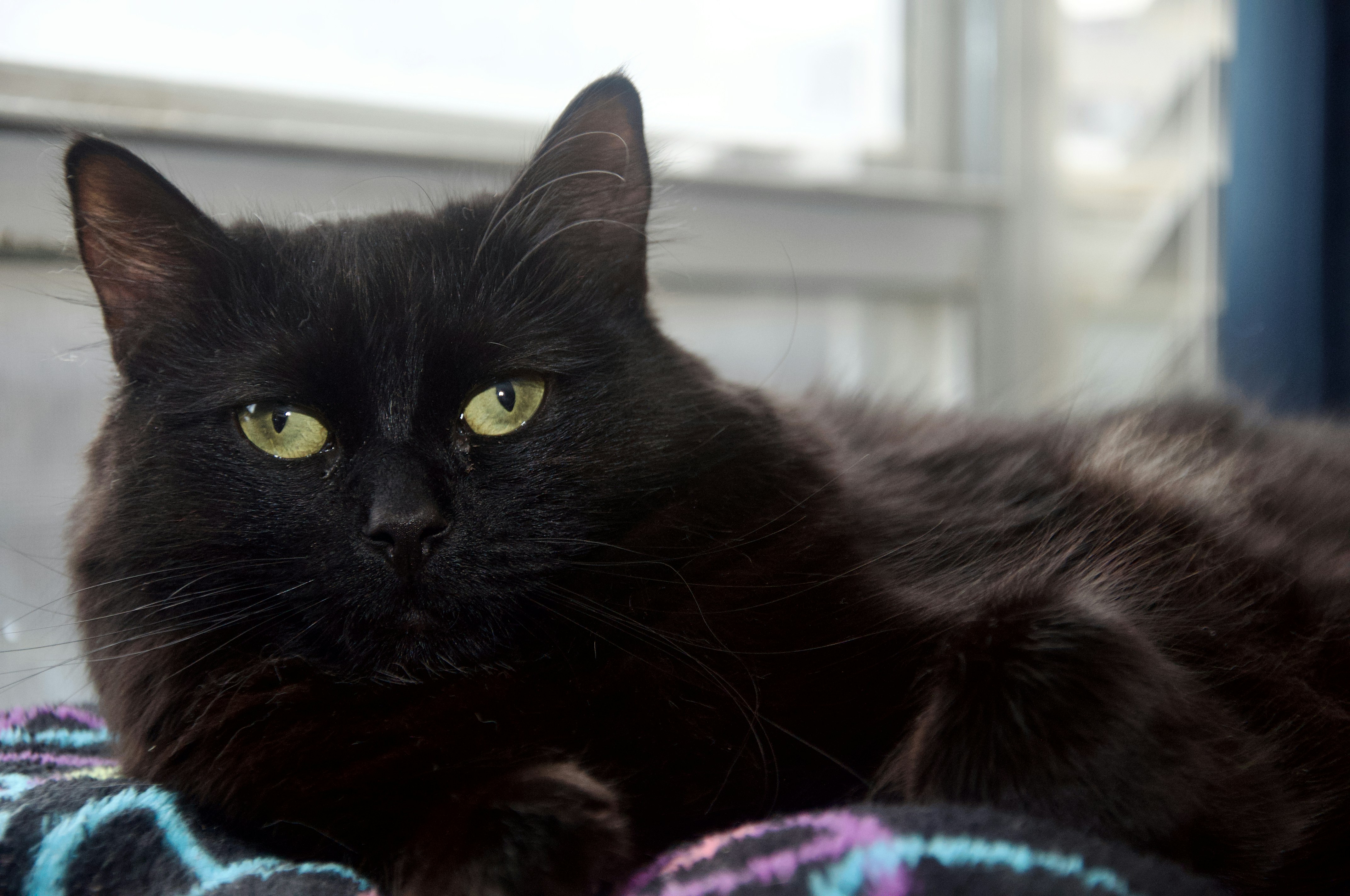 Eine schwarze Katze liegt auf einer Decke
