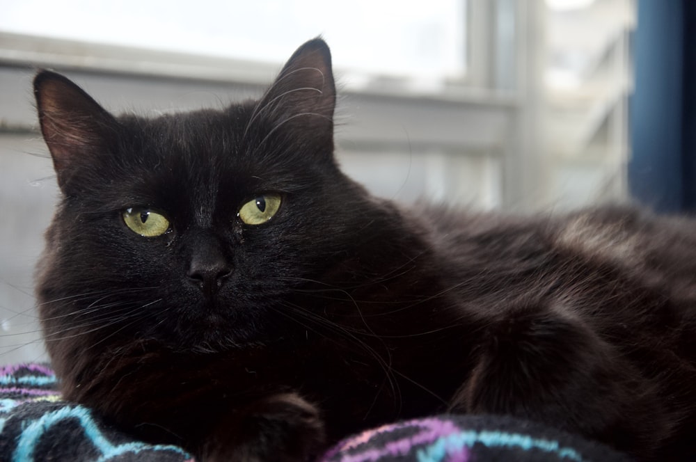 a black cat laying on top of a blanket