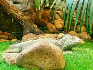 A charming animated iguana basking on a rock surrounded by tropical plants and flowers.