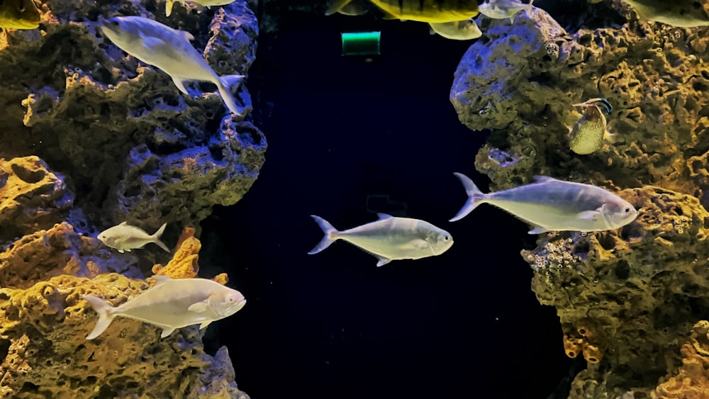 a group of fish swimming in an aquarium