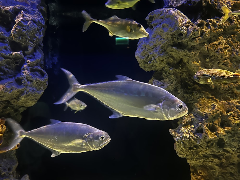 a group of fish swimming in an aquarium