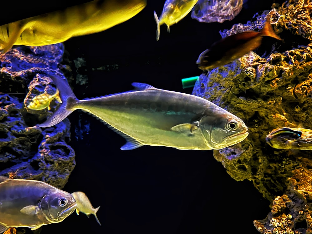 um grupo de peixes nadando em um aquário