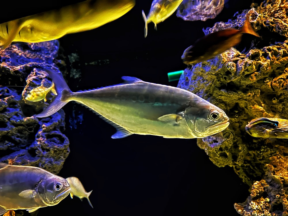 a group of fish swimming in an aquarium