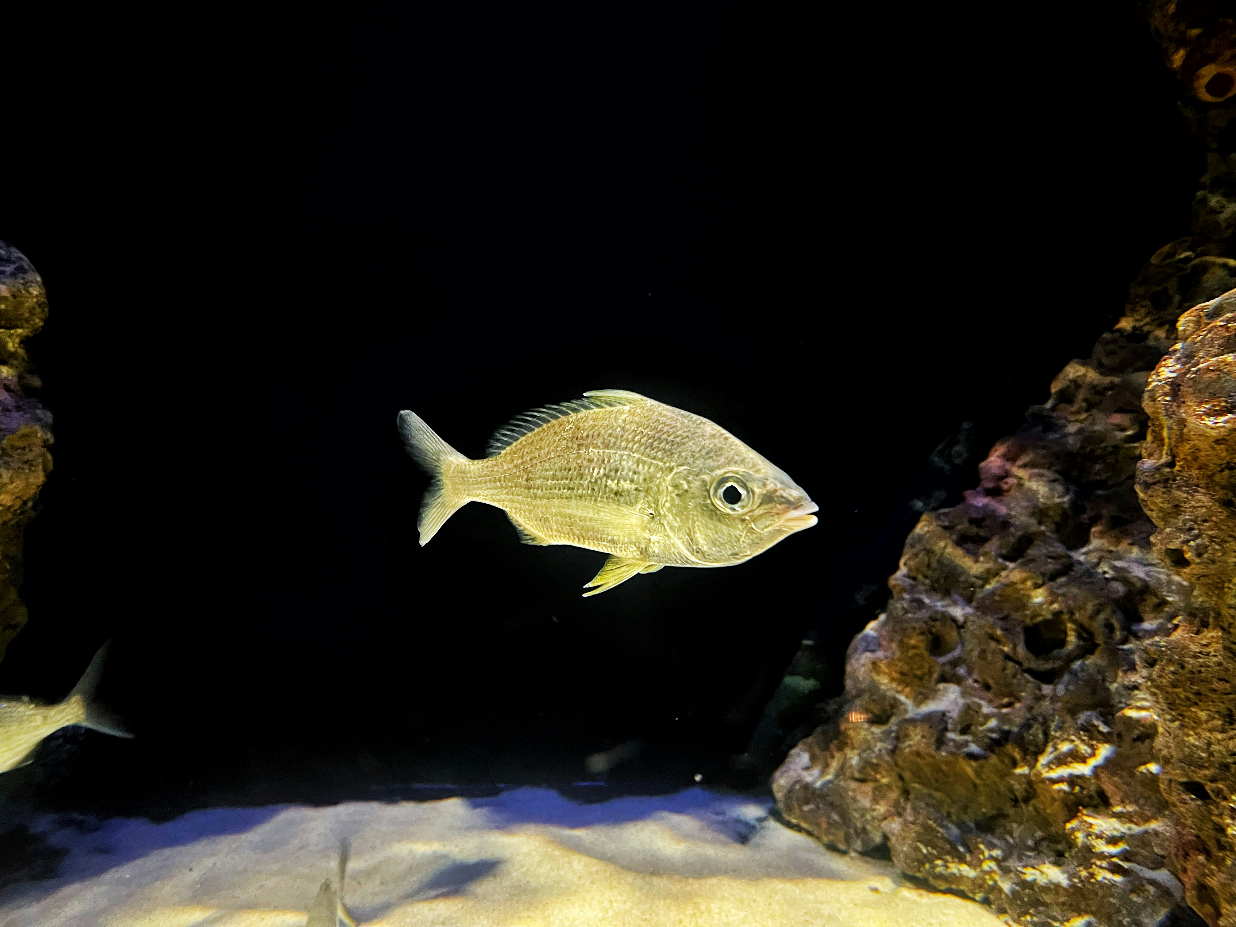 fish carp
