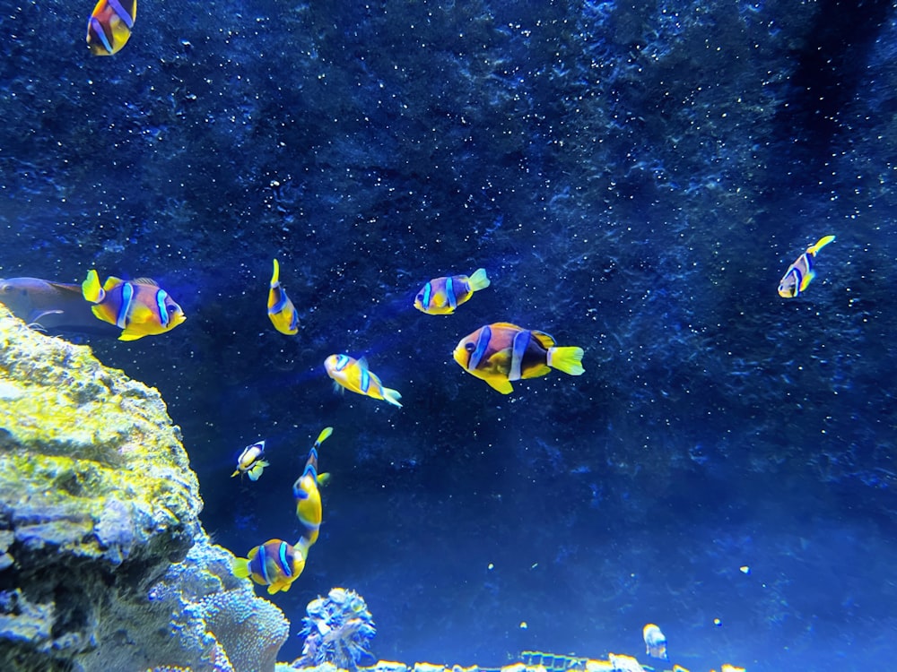 a group of fish swimming in an aquarium