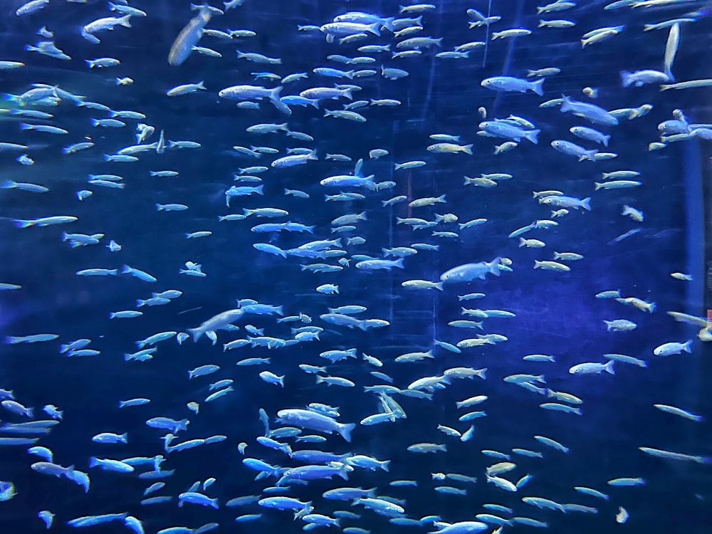 a large group of fish swimming in an aquarium