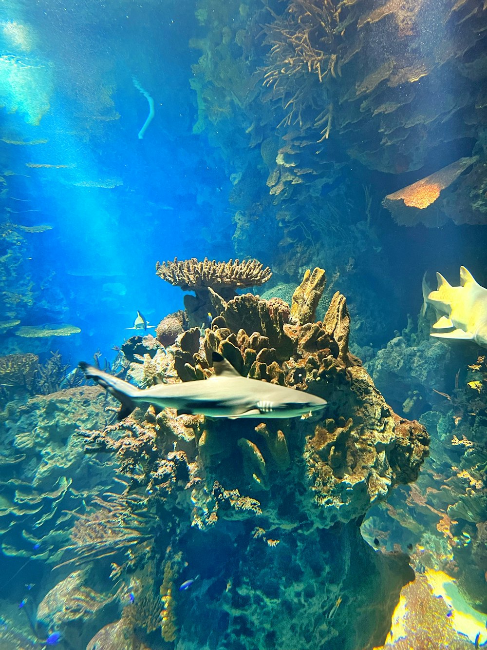 Un gran acuario lleno de muchos tipos diferentes de peces