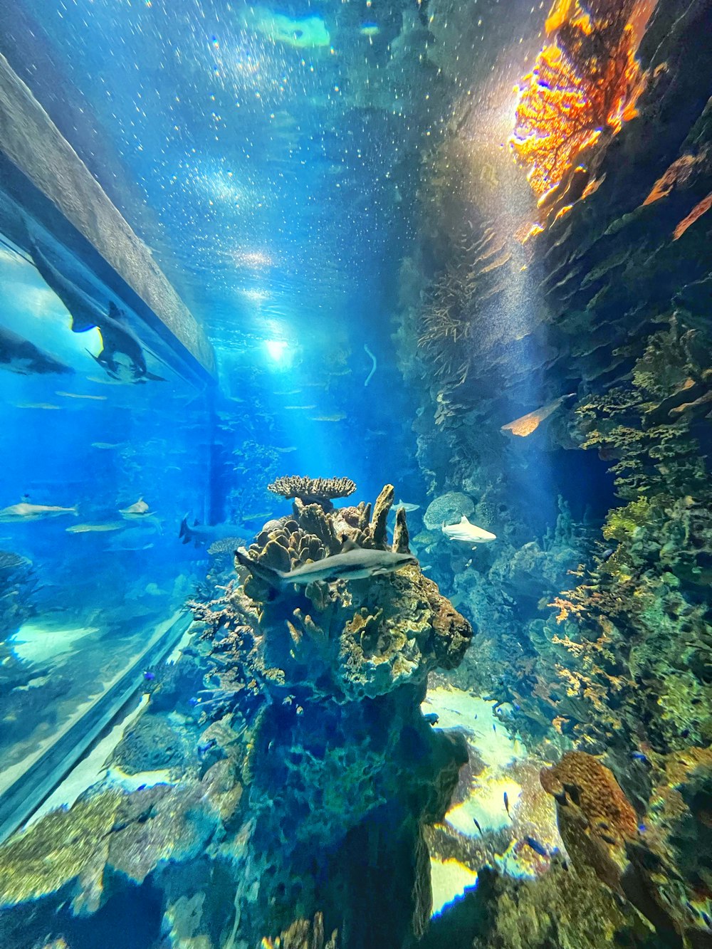 a large aquarium filled with lots of fish