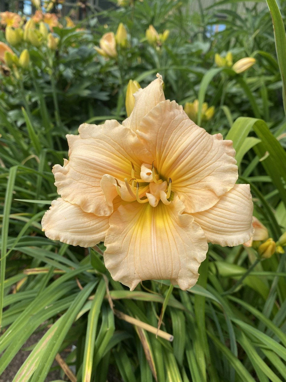 a large yellow flower is in a garden
