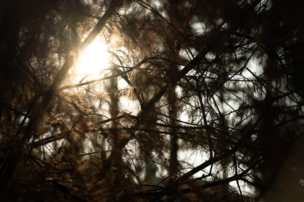 the sun shines through the branches of a pine tree