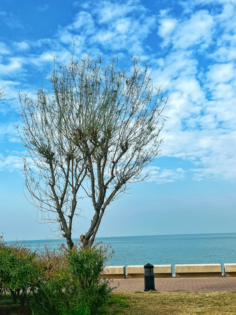 a lone tree on the side of a road next to the ocean
