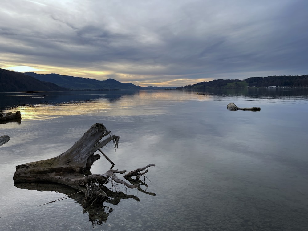 a fallen tree in the middle of a lake