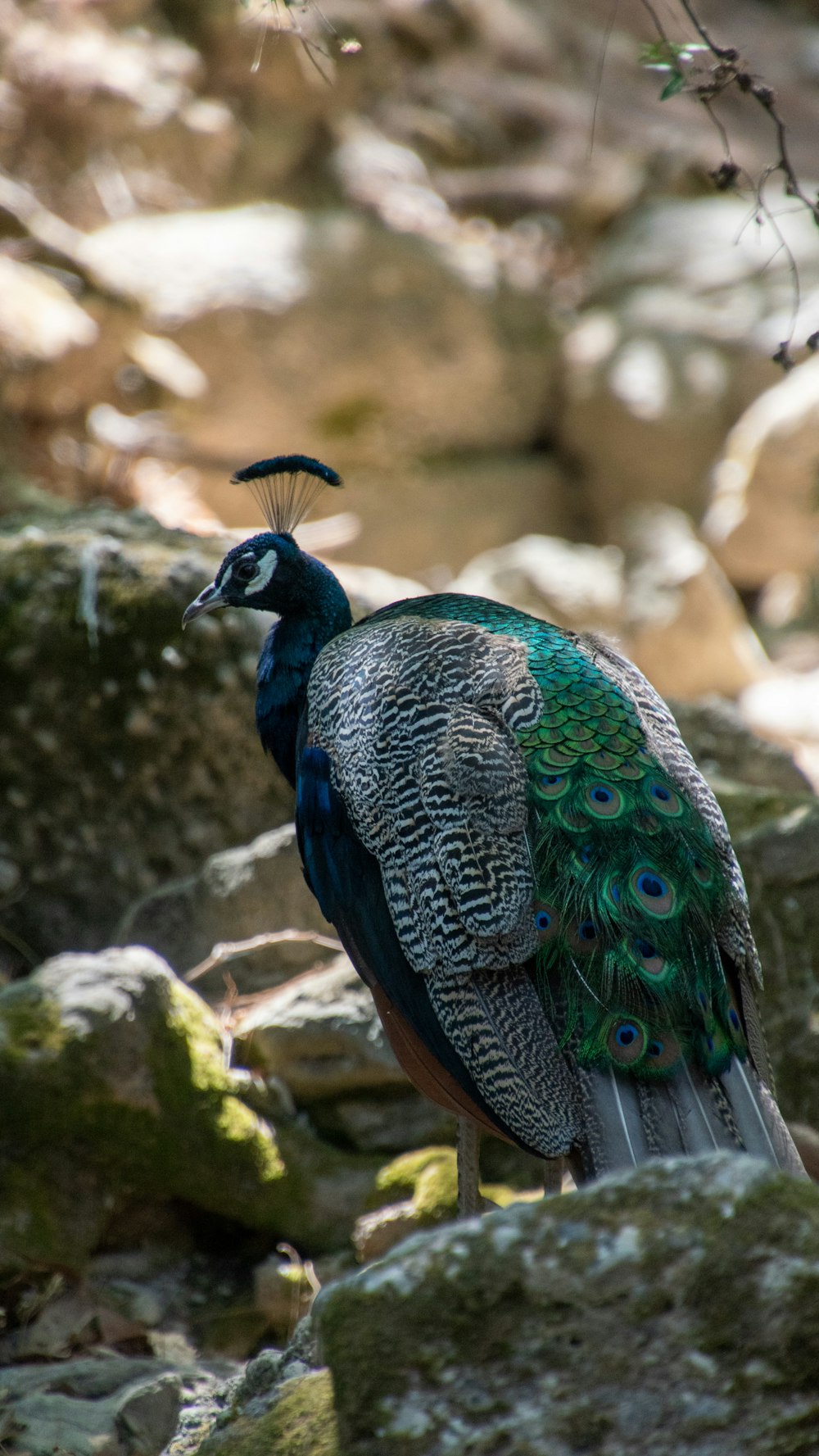 a peacock standing on top of a pile of rocks