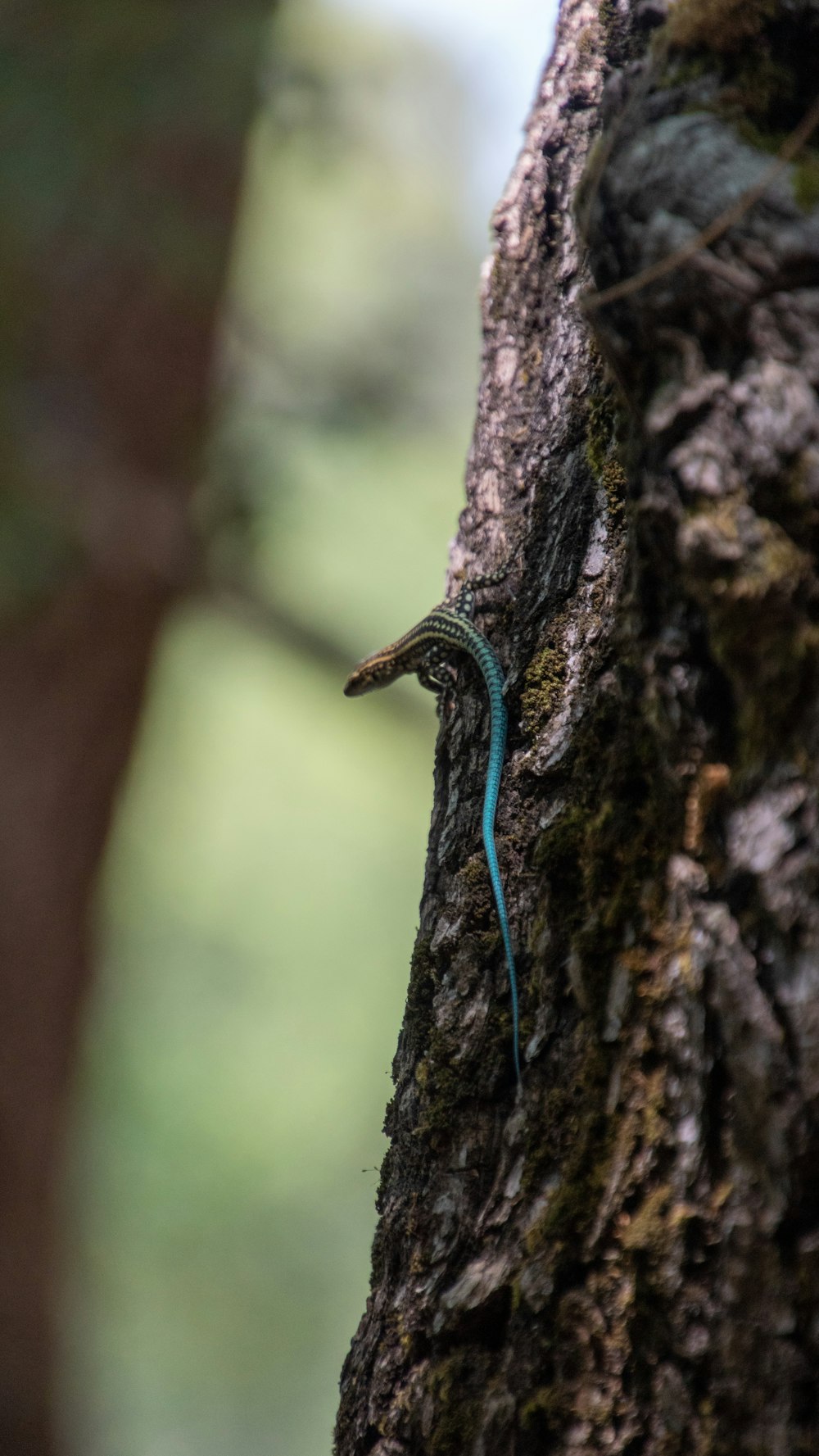 a small lizard is climbing up a tree