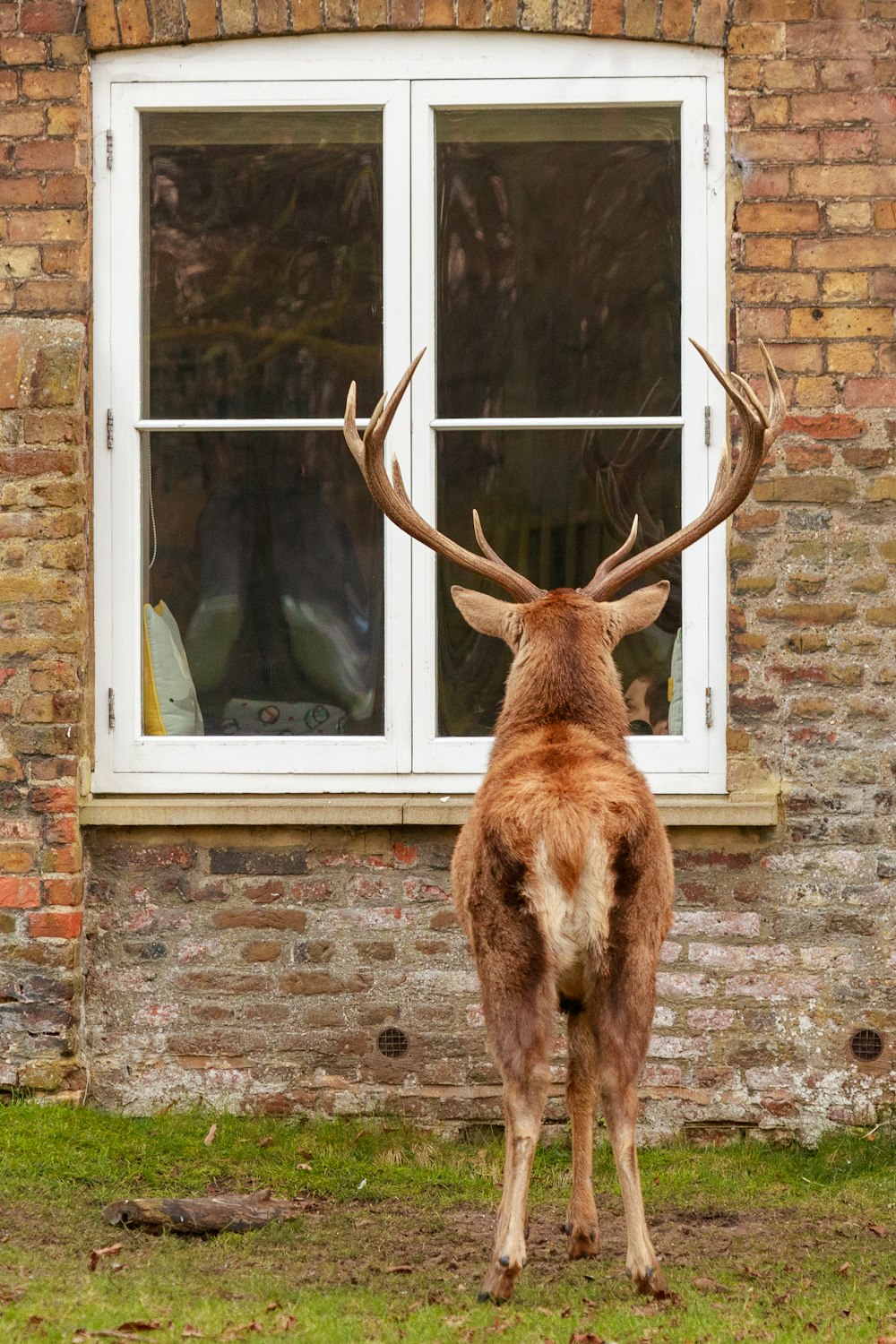 a deer standing in front of a brick building