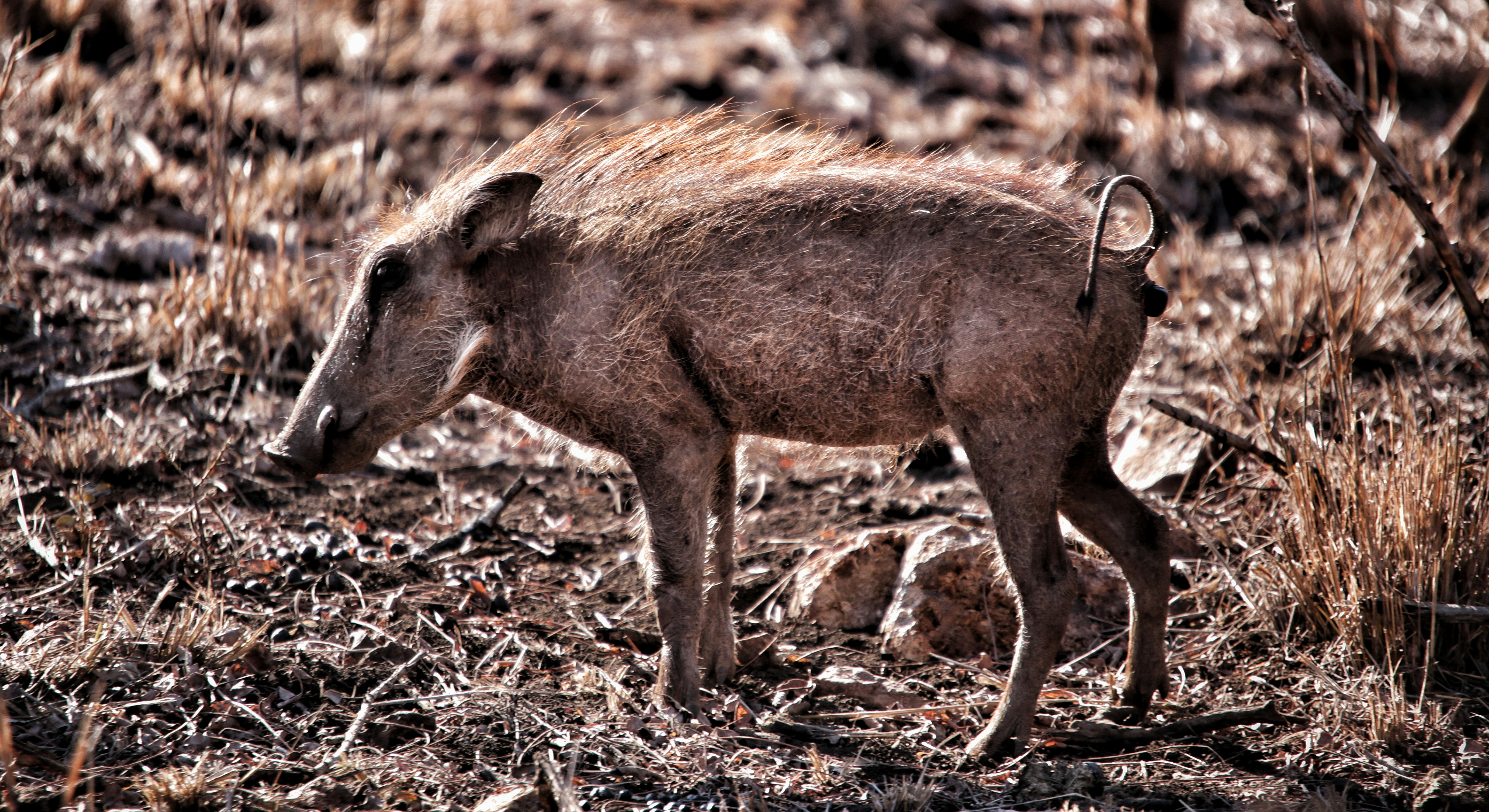 a wild boar standing in a field of dry grass