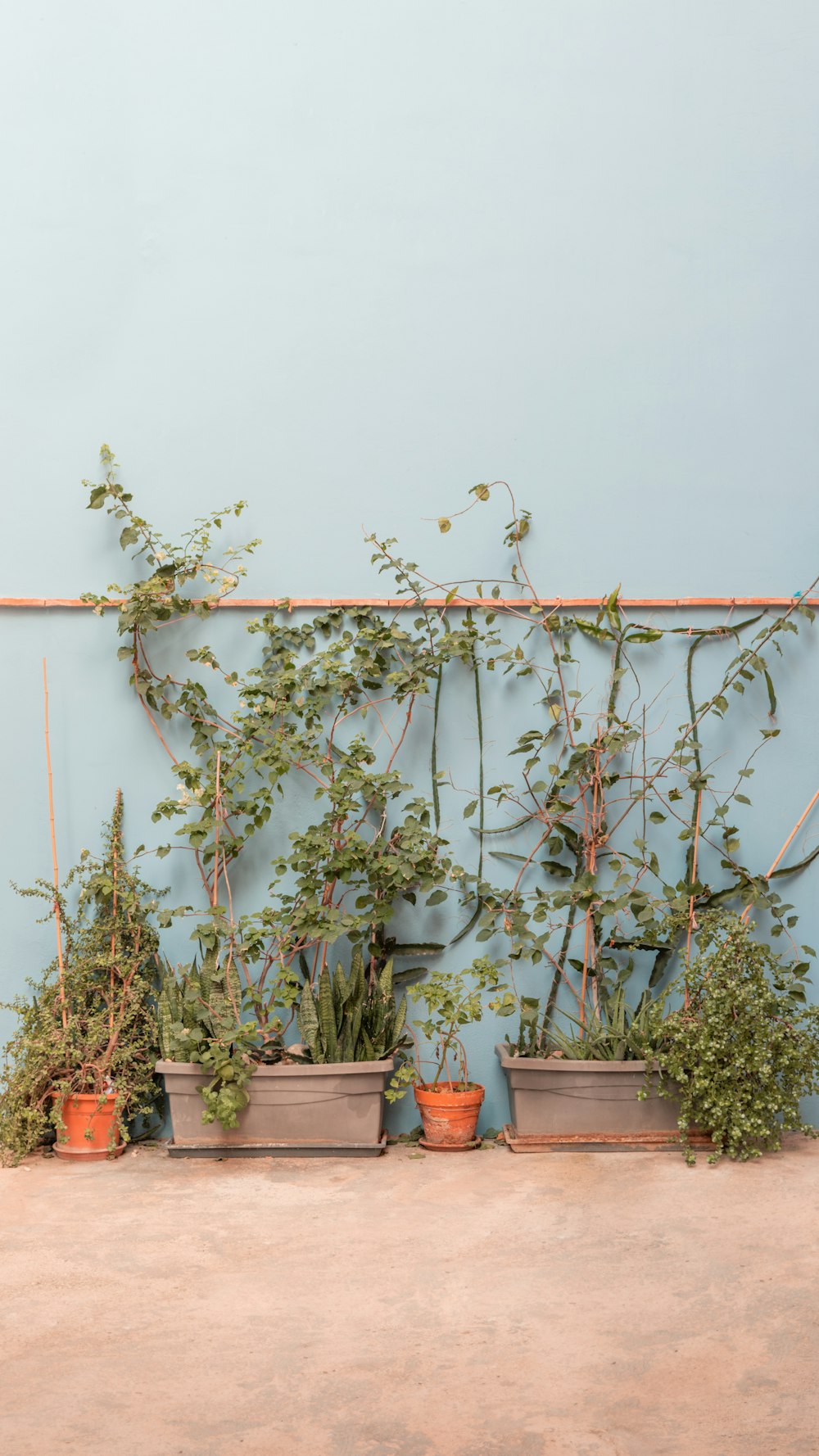 a group of potted plants sitting on top of a shelf