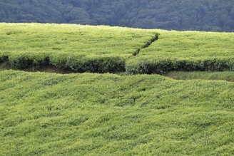 A vast and lush expanse of tea plantations with neatly trimmed, vibrant green tea bushes. The terrain is gently rolling, creating natural patterns and contours. In the background, a dense forest edge forms a dark green backdrop.