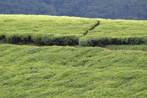 A vast and lush expanse of tea plantations with neatly trimmed, vibrant green tea bushes. The terrain is gently rolling, creating natural patterns and contours. In the background, a dense forest edge forms a dark green backdrop.