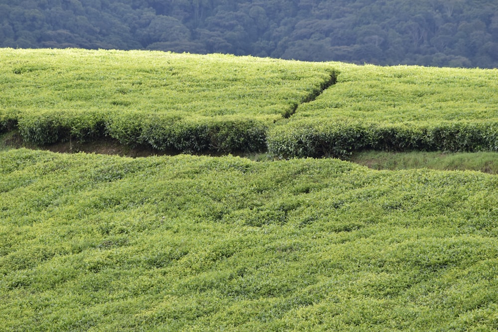 a grassy field with a line of bushes in the middle of it