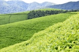 a lush green field with mountains in the background