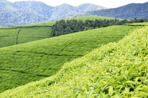 Lush tea plantations rolling across the hills of Munnar in southern India