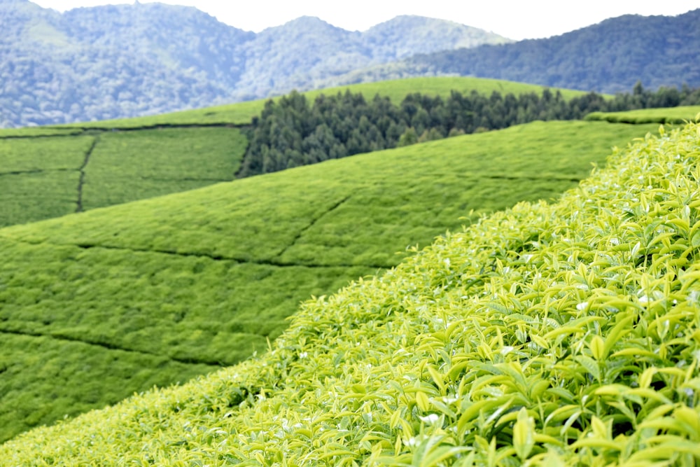 a lush green field with mountains in the background