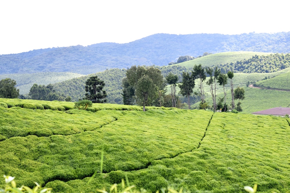 a lush green hillside covered in lots of grass