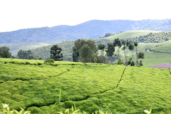 Brief Guide to Burundi: Culture, Traditions, Festivals