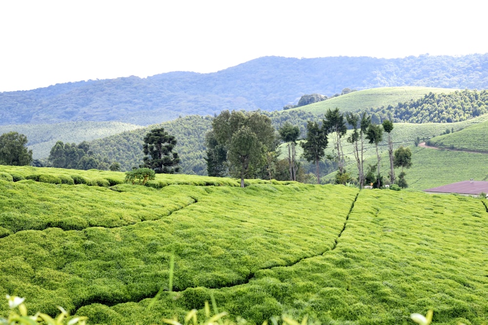 ein üppiger grüner Hügel, der mit viel Gras bedeckt ist