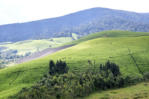 Bite into Burundi: Exploring Traditional Dishes & Dining Gems