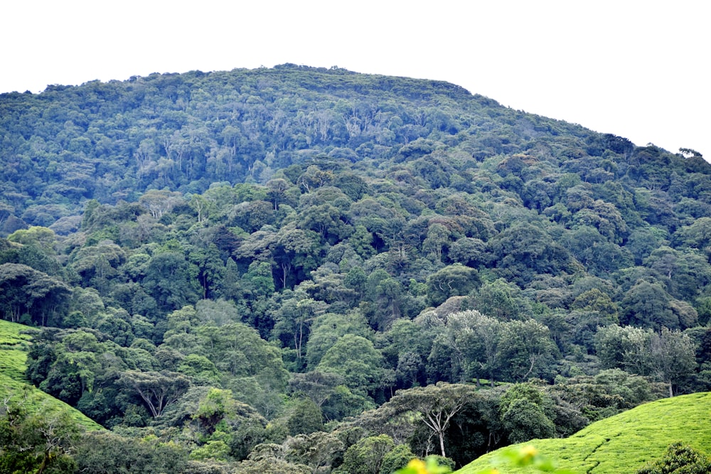 a lush green forest filled with lots of trees