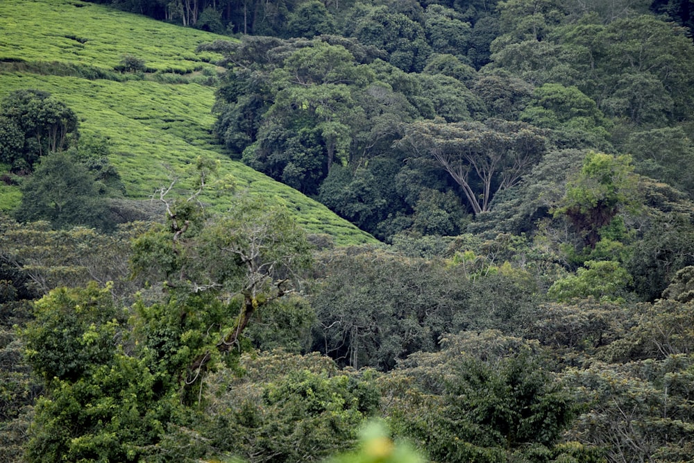 Un exuberante bosque verde lleno de muchos árboles