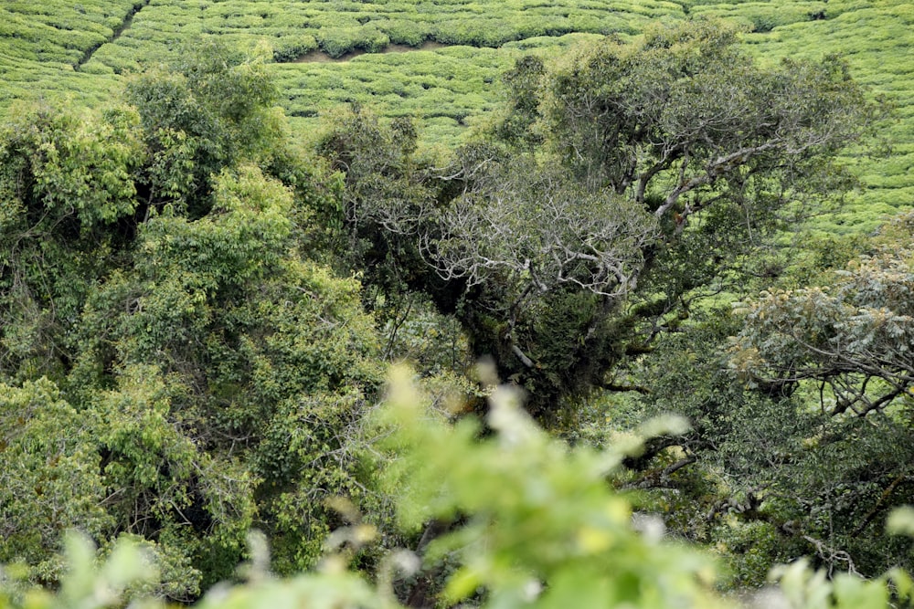 a lush green forest filled with lots of trees