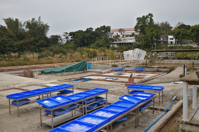 An outdoor area with rectangular blue trays set on metal stands, containing a white substance, likely salt. The scene includes various areas covered with tarps and an arrangement of geometric structures. In the background, there are dense green trees and a few residential buildings.