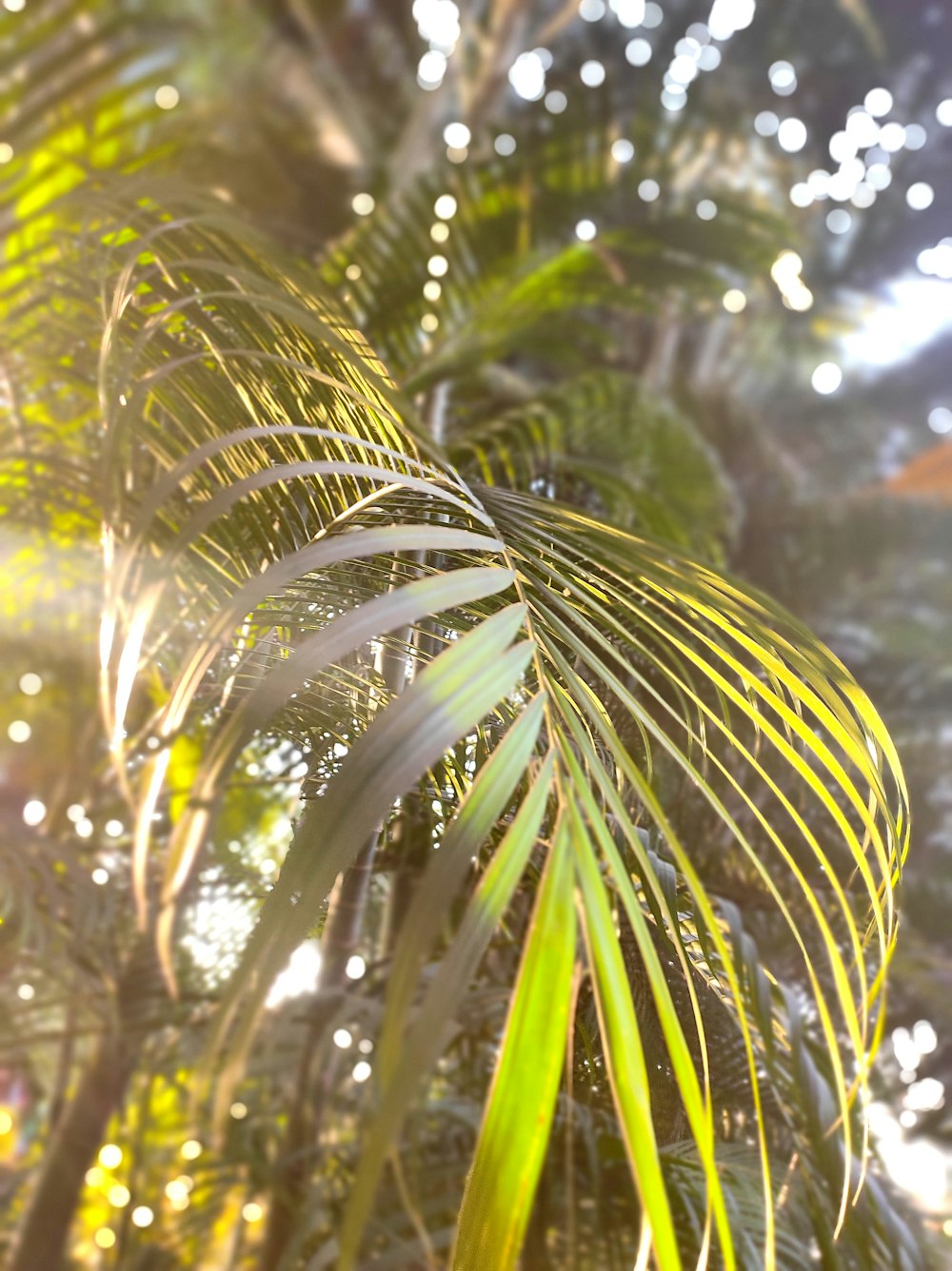 a close up of a palm tree with the sun shining through the leaves