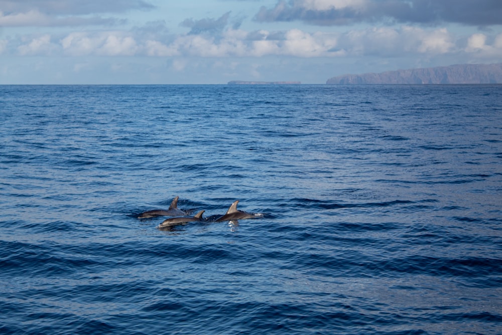 a couple of dolphins swimming in the ocean