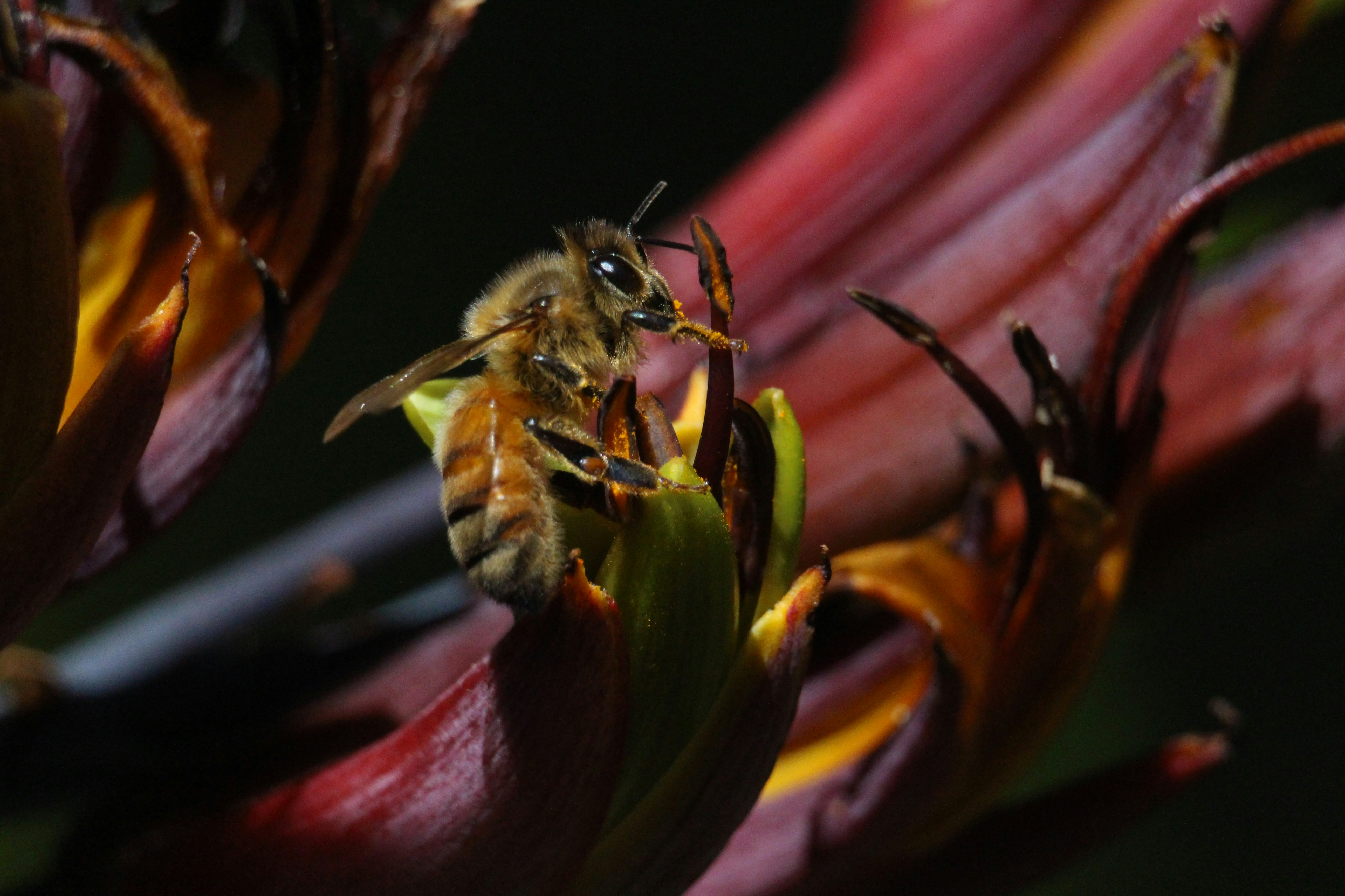 Gros plan d’une abeille sur une fleur