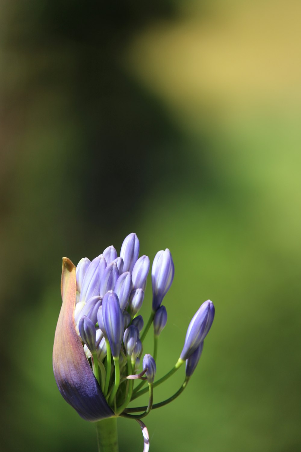 a close up of a purple flower with a blurry background