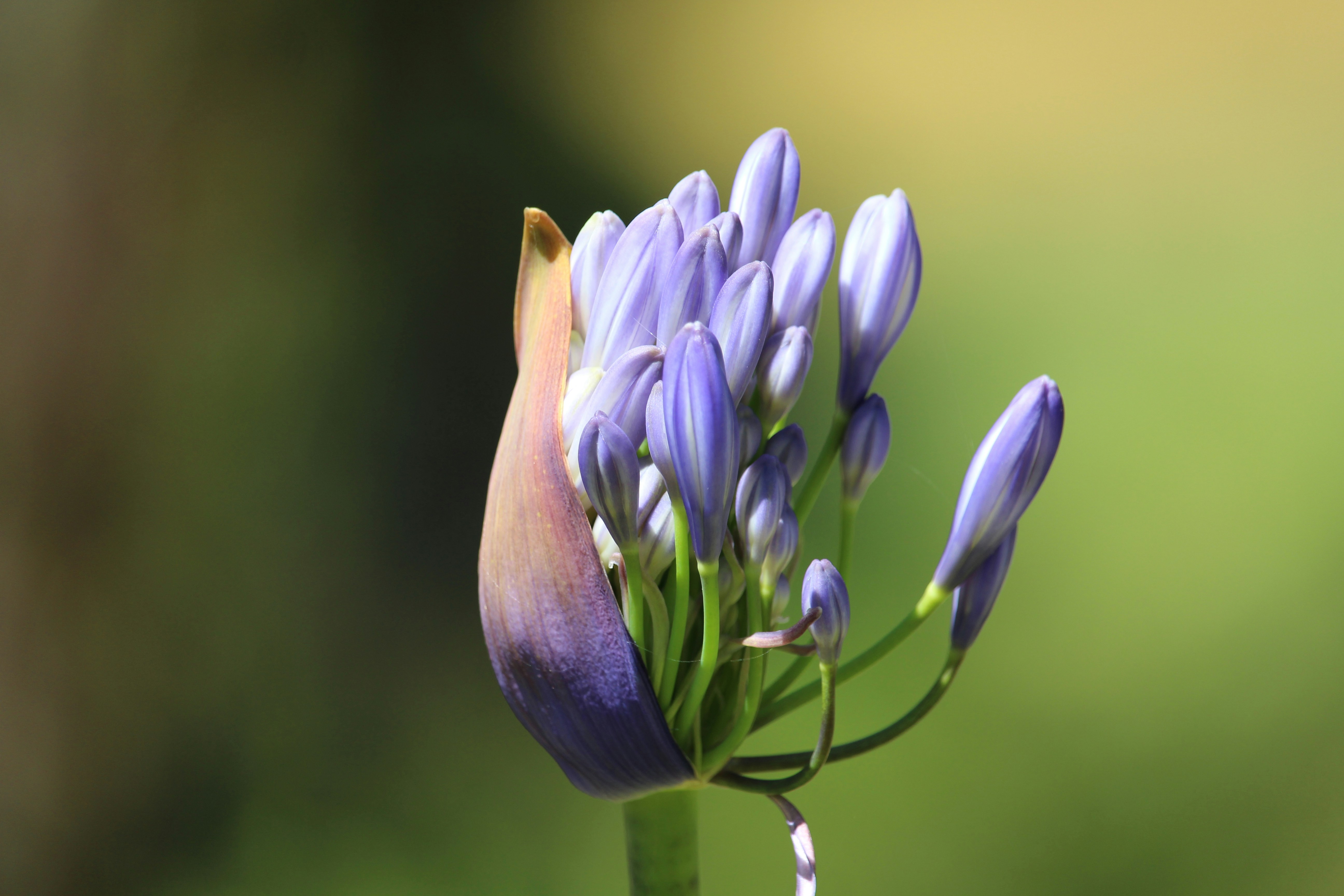 a close up of a flower with a blurry background